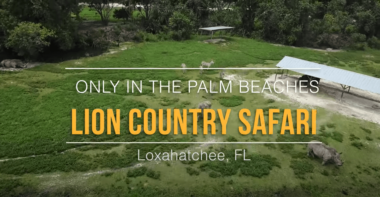 Lion Country Safari 🦁 | Only In The Palm Beaches